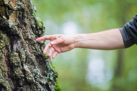 Man gently touching a tree trunk close-up. Bark wood. Connection with nature. Ecology, environmental care, love for the planet.