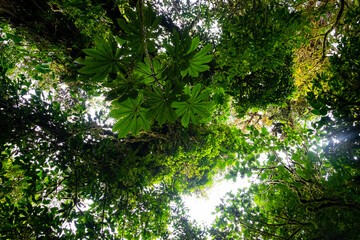 Fototapeta premium sun rays in the forest