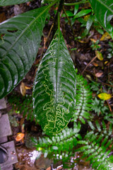 Leaf with Intricate Insect Trails