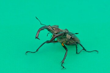 Macro shot of a European longhorn beetle on a chroma key background. Close-up of a male European longhorn beetle. European longhorn beetle on a green background. Concept of endangered species and