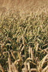 Wheat field with selective focus. Agriculture. Wheat ears close-up. Grain harvest concept, field....