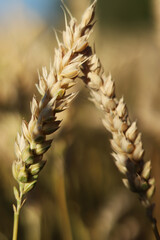 Wheat field with selective focus. Agriculture. Wheat ears close-up. Grain harvest concept, field. Nature background. Summer field, close-up. Golden ears sway in the light wind. Agricultural field