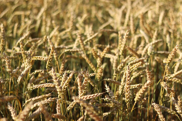 Fototapeta premium Wheat field with selective focus. Agriculture. Wheat ears close-up. Grain harvest concept, field. Nature background. Summer field, close-up. Golden ears sway in the light wind. Agricultural field