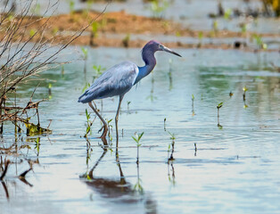 Little Blue Heron Wading