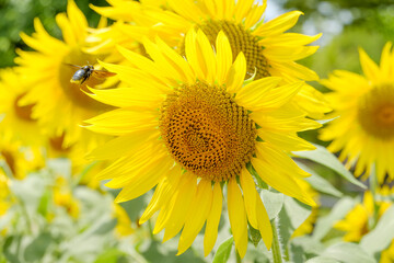夏の陽射しを浴びるひまわりと飛ぶ蜂の瞬間