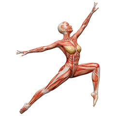 3D Rendering Female Anatomy Figure on White