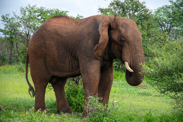 Obraz premium African Elephant feeding - Loxodonta Africana