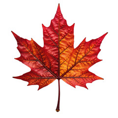 Leaf autumn red maple isolated, Seasonal vibrant nature object, Organic forest detail, Decorative foliage component, Natural design element