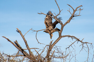 Tawny Eagle in Botswana - Aquila Rapax
