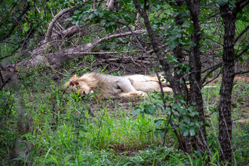 African Lion's Relaxation - Panthera Leo