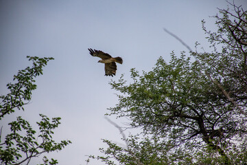 Tawny Eagle in Botswana - Aquila Rapax
