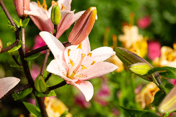 Pink lily flower in bloom with water droplets, symbol of beauty and purity.