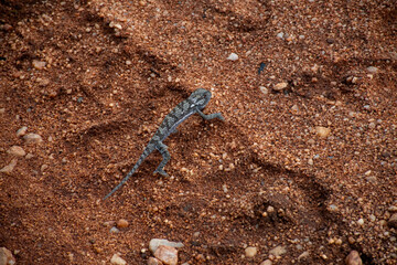 Flap-Necked Chameleon on the move - Chamaeleo dilepis