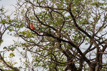 Southern Carmine Bee-Eater - Merops Nubicoides