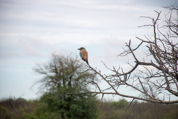 European Roller - Coracias Garrulus