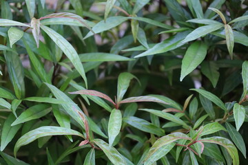 Close up of green and red leaves on a garden plant in summer