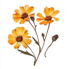Calendula flowers blossoms pressed.