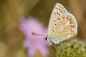 Kleiner Esparsetten-Bl&auml;uling