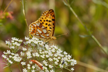 Kleiner Perlmutfalter