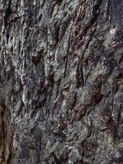 grey stone texture close-up. rought mountain surface. macro shot of a rock. natural mineral background.