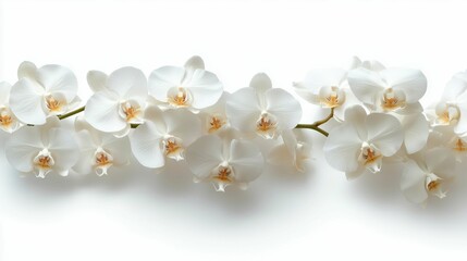 Elegant White Orchids With Delicate