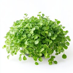 Obraz premium Lush green microgreens with small round leaves in a dark pot isolated on white background