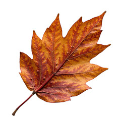 Leaf brown curve dry isolated, Natural autumn foliage object, Organic forest texture, Decorative seasonal detail, Botanical rustic component