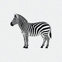 Black and white zebra illustration with detailed stripe pattern standing on transparent background for design and education

