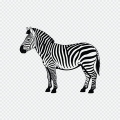 Black and white zebra illustration with detailed stripe pattern standing on transparent background for design and education

