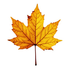 Leaf cluster yellow fall isolated, Seasonal plant object, Natural forest detail, Decorative autumn foliage, Organic botanical element
