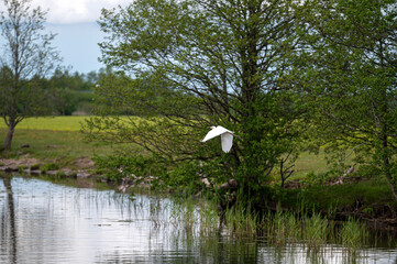 Elegant white heron takes flight over tranquil water body during daylight in natural habitat