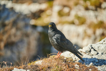 alpine chough