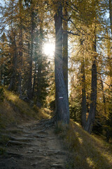autumn in the forest with a path