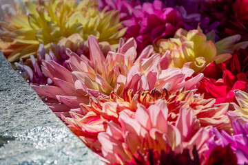 水面に浮かぶ色とりどりのダリアの花々
