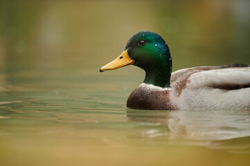 portrait of a male mallard