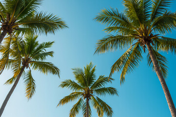 palm trees