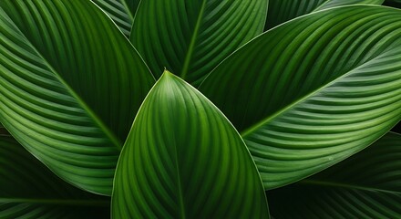 Close up of lush green leaves with prominent veins and soft lighting leaf plant