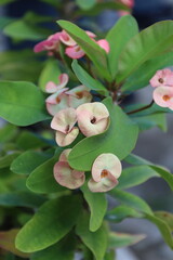 Pink Crown-of-thorns a spring garden, their beautiful petals in bloom