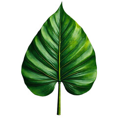 Leaf pointy tropical fan isolated, Natural jungle plant element, Organic botanical object, Decorative green texture, Summer design detail