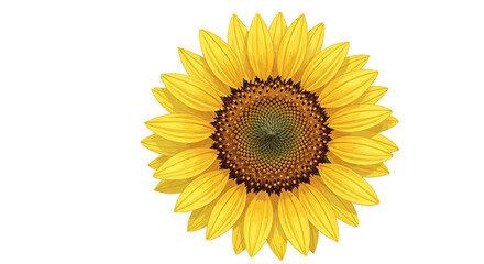 Bright Yellow Sunflower Blooming on White Background with Detailed Petals and Center
