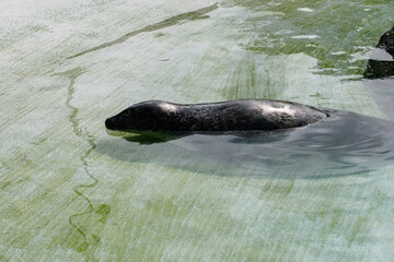Harbor seal swimming in a serene pool in Reykjavik, Iceland, among calm surroundings