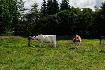 Tranquil rural scene with two cows grazing in Reykjavik, Iceland countryside