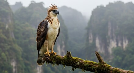 A Philippine eagle perched on a mossy branch against a backdrop of misty mountains
