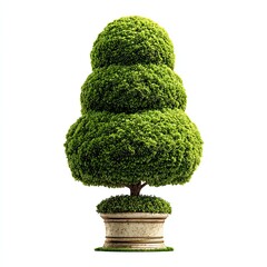 Bonsai tree with a rounded, layered design in a decorative pot.