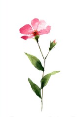 Fototapeta premium A brow wildflower illustration watercolor design.