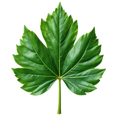 Leaf vein detailed green isolated, Natural botanical plant object, Organic texture element, Decorative foliage detail, Fresh design component