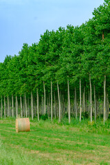 Fototapeta premium Country landscape near Castello d Agogna, Pavia, Italy at June