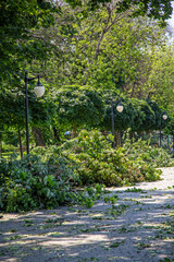 Obraz premium Uprooted Tree after Storm