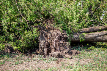 Uprooted tree after hurricane