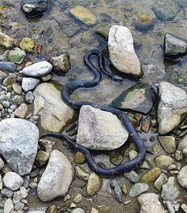 The grass snake Natrix tessellata crawls through the water among the stones